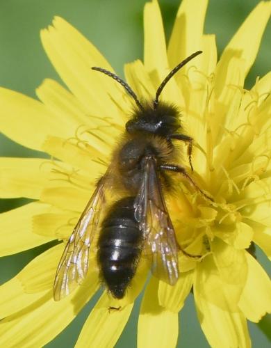 Andrena sp.